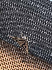 Dichromodes personalis