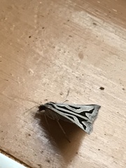 Dichromodes personalis