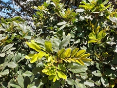 Cupaniopsis tomentella