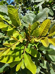 Cupaniopsis tomentella