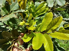 Cupaniopsis tomentella