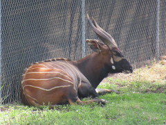 Tragelaphus eurycerus isaaci
