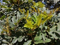 Cupaniopsis tomentella