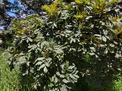 Cupaniopsis tomentella