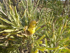 Asphondylia atriplicis