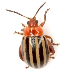 Kuschelina petaurista