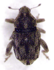 Hypurus bertrandi