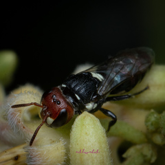 Hylaeus ruficeps ruficeps