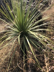 Dasylirion parryanum