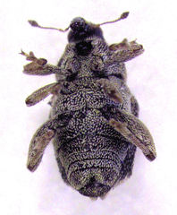 Hypurus bertrandi
