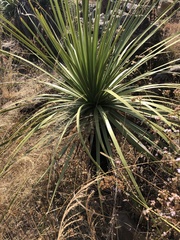 Dasylirion parryanum