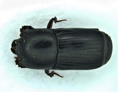 Platysoma parallelum