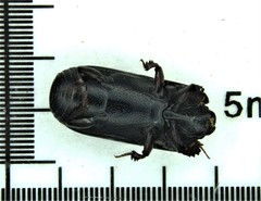 Platysoma parallelum
