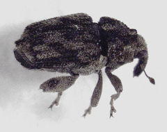 Hypurus bertrandi
