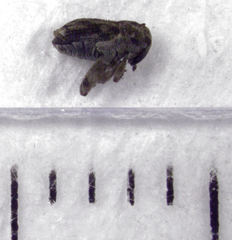 Hypurus bertrandi