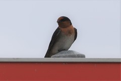 Hirundo neoxena carteri