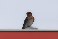 Hirundo neoxena carteri
