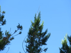Juniperus bermudiana