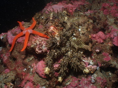 Phyllolithodes papillosus