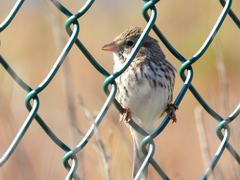 Passerculus sandwichensis rostratus