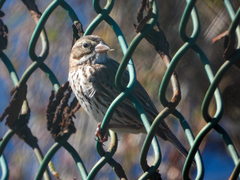 Passerculus sandwichensis rostratus