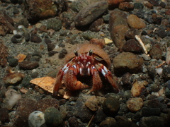 Pagurus armatus