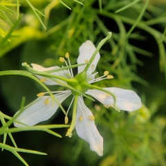 Nigella sativa