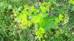 Smyrnium perfoliatum