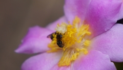 Plebeia