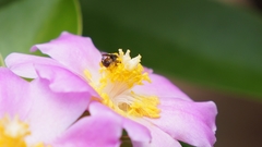 Plebeia
