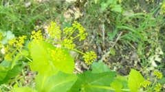 Smyrnium perfoliatum