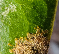 Cephaleuros virescens