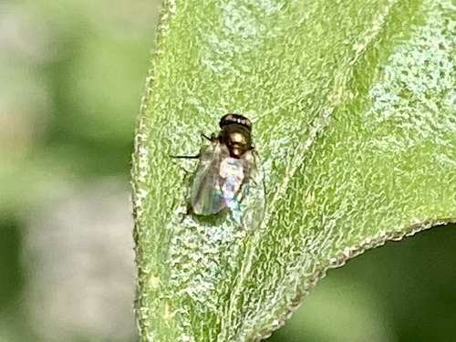 iNaturalist observation photo of Calyptrate Flies
