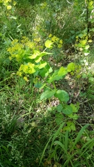Smyrnium perfoliatum