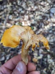 Cantharellus californicus