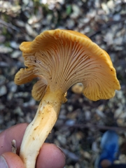 Cantharellus californicus