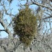 Oak Mistletoe - Photo (c) Anne Parsons, some rights reserved (CC BY-NC), uploaded by Anne Parsons