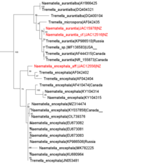 Naematelia encephala