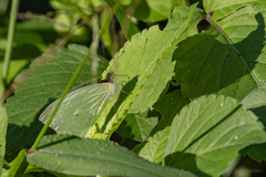Leptophobia aripa elodia