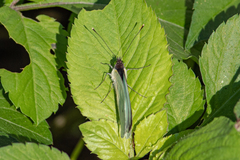 Leptophobia aripa elodia
