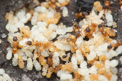 Tetramorium fuscipes