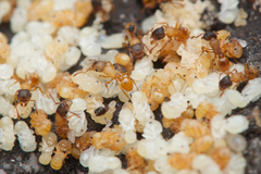 Tetramorium fuscipes