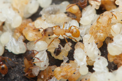 Tetramorium fuscipes