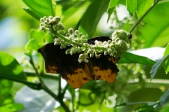 Achlyodes busirus heros