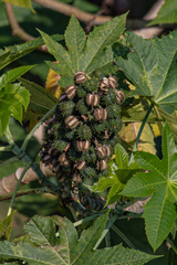Ricinus communis