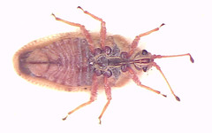 Tingidae