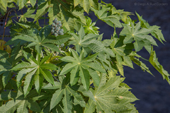 Ricinus communis