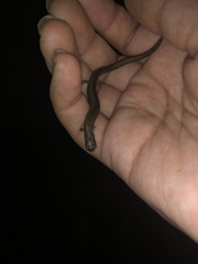 Batrachoseps attenuatus
