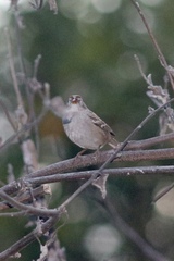 Zonotrichia leucophrys