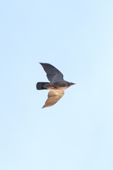 Patagioenas fasciata
